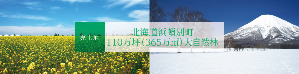 北海道大自然林